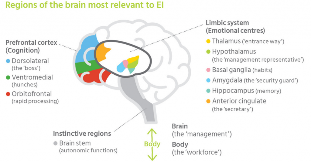 part of the brain explanation